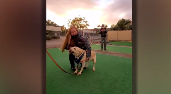 Feelgood News: Dog Reunites With Military Owner In Time For Holidays