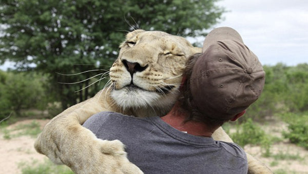 Christian the Lion Reunited, A Feel Good Story